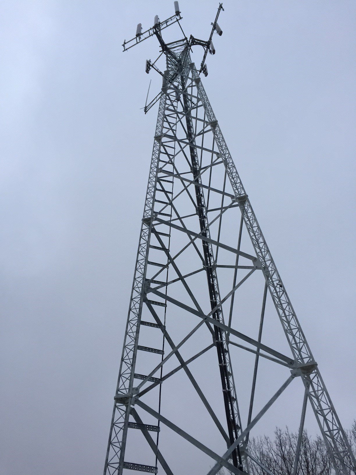 cell-phone-towers-disguised-as-trees-bored-panda